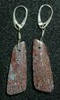 Gorgeous Agatized Dinosaur Bone (Gembone) Earrings #54081-4